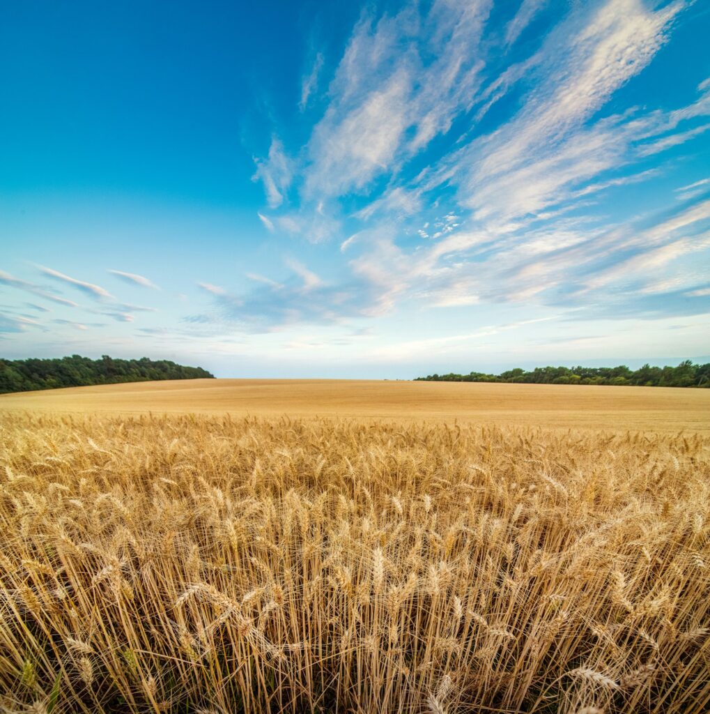 Field of ripe golden wheat with blue sky outdoors. Global commodity deficit of grain.